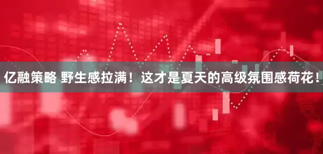 亿融策略 野生感拉满！这才是夏天的高级氛围感荷花！